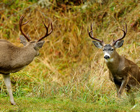 Black-tailed Bucks