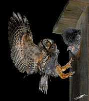 Northern Screech Owls